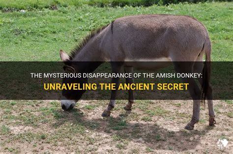 The Donkey and the Salt: Unraveling the Ancient Wisdom of a Gruff Beast!