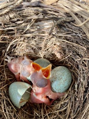  The Orphaned Bird: Uma Jornada Encantada de Persistência e Esperança na Ancestral Turquia!