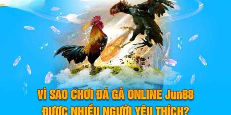 Đá gà Mỹ đẹp mắt, sở hữu kỹ năng tấn công cực mạnh 