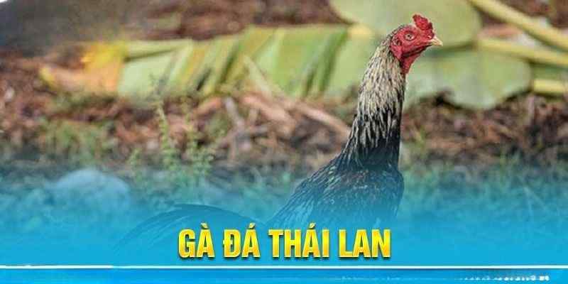 Đôi nét về đá gà Thái Lan tại Jun88 