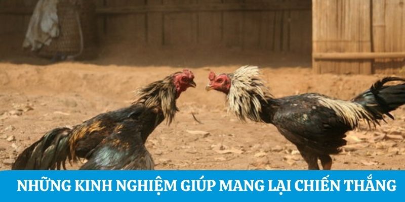 Những kinh nghiệm giúp mang lại chiến thắng