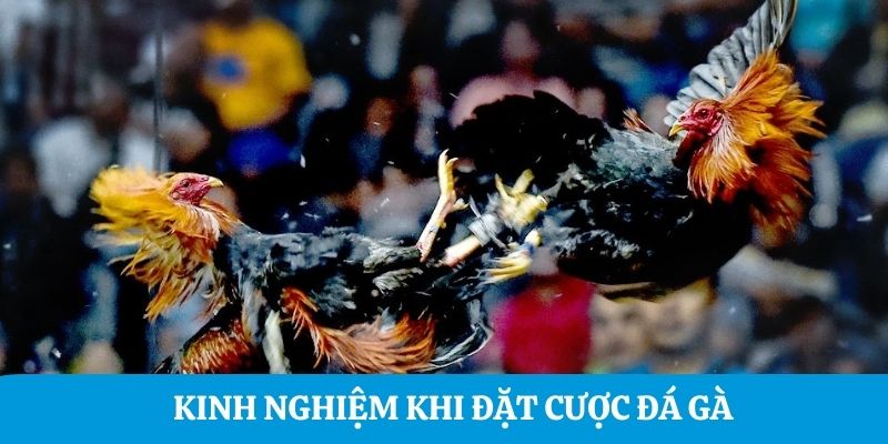 Kinh nghiệm khi đặt cược đá gà