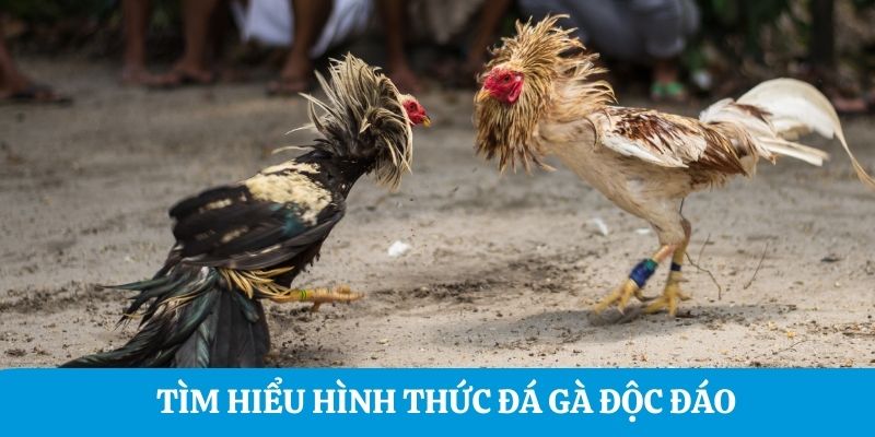 Tìm hiểu hình thức đá gà độc đáo